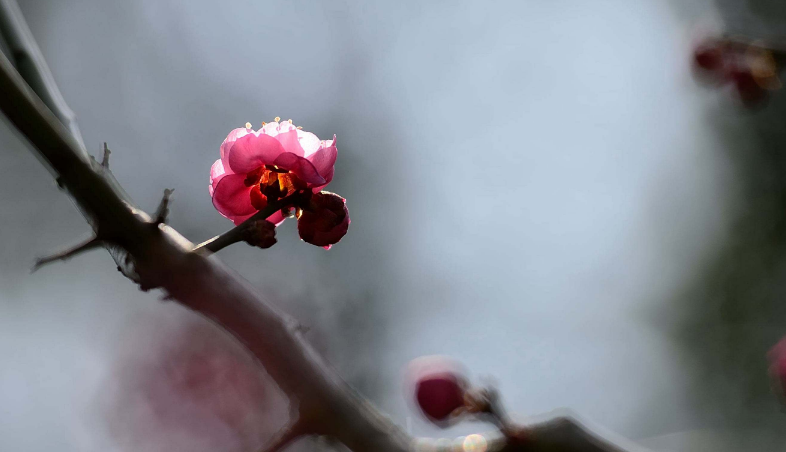 梅花的诗句有哪些（含有梅花诗句最出名诗句）