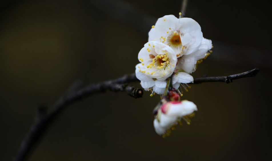 梅花的诗句有哪些（含有梅花诗句最出名诗句）