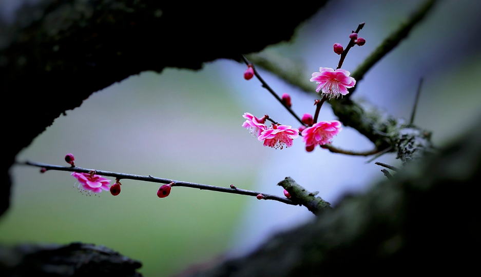 梅花的诗句有哪些（含有梅花诗句最出名诗句）