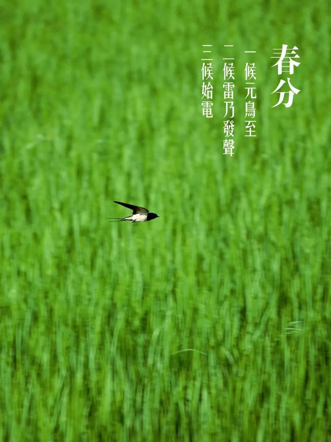 关于春的诗歌大全（春天的现代诗歌10首）