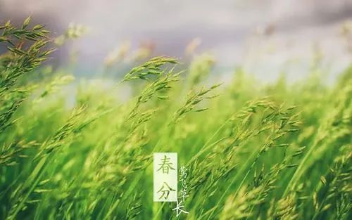 关于春的诗歌大全（春天的现代诗歌10首）