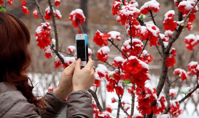 带有梅花的诗句有哪些（含有梅花的诗句大全）