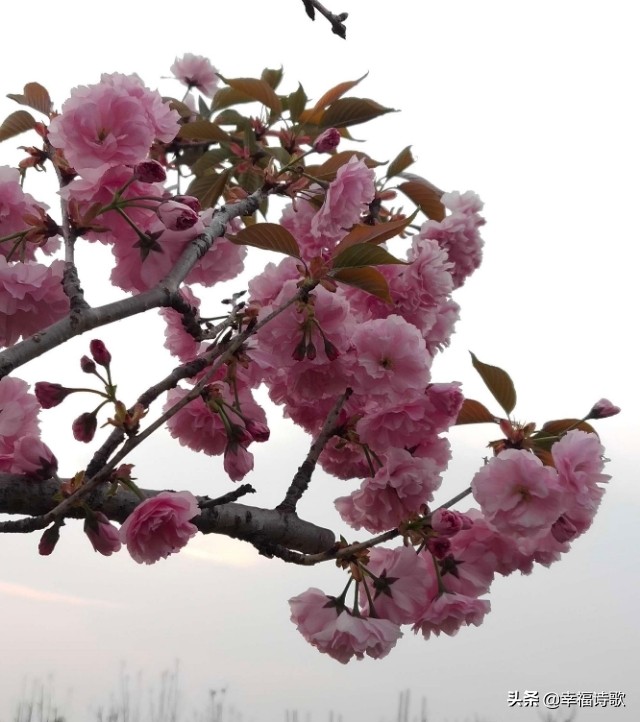 春夏秋冬的诗句各一句（描写春夏秋冬四季的古诗）