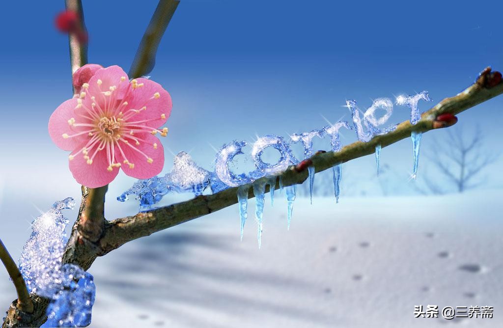 梅花诗十首解读（最经典的梅花诗）