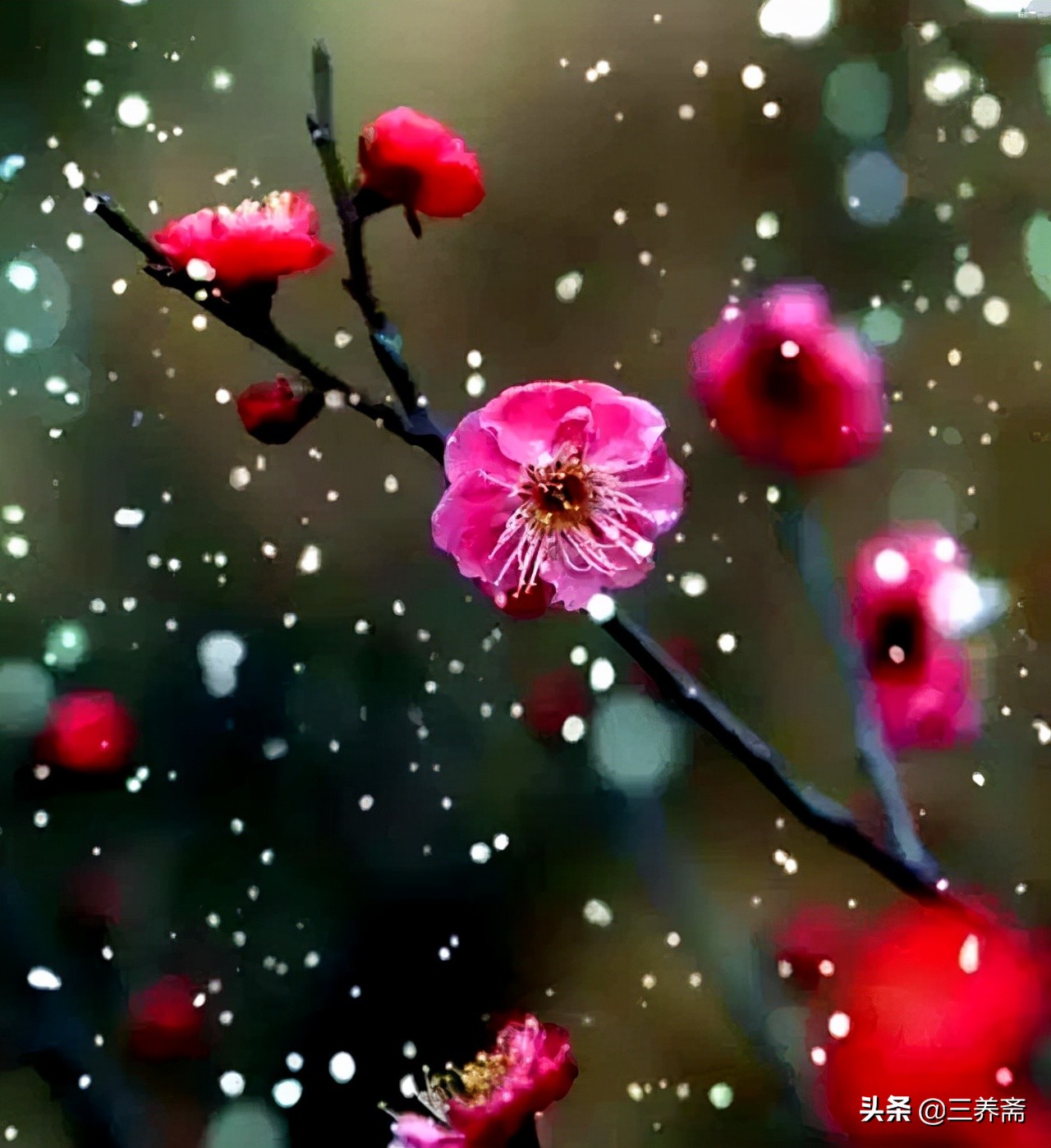 梅花诗十首解读（最经典的梅花诗）