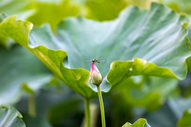 关于莲花的古诗句有哪些（描写荷花的4首唯美古诗词）