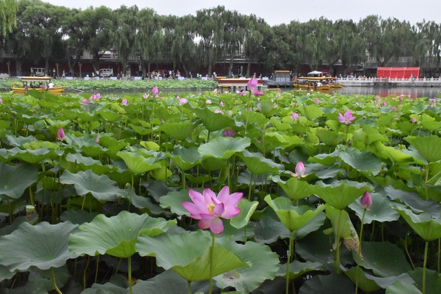 关于莲花的古诗句有哪些（描写荷花的4首唯美古诗词）