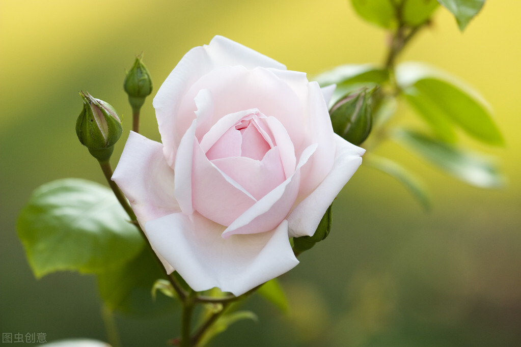 写给爱人的话暖心（对爱人说过最深情的话）