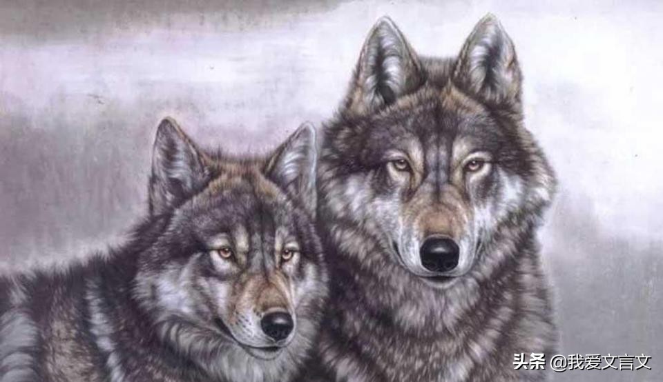 狼子野心文言文赏析（比较有寓意的文言文）