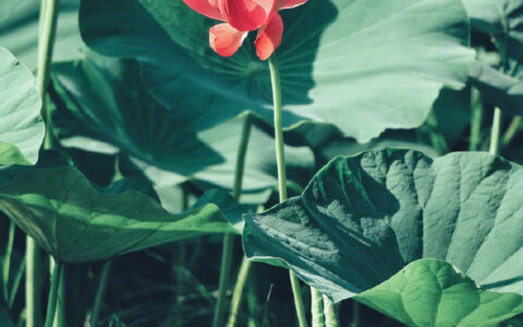 关于梦想的诗句名言（少年追逐梦想的诗句分享）