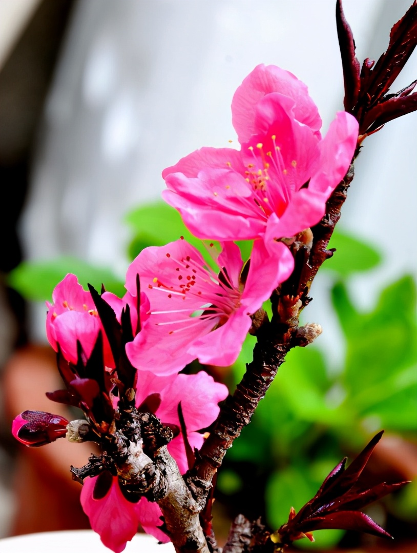 关于桃花的古诗有哪些（十首最著名描写桃花的古诗词）