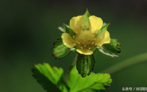 高适的送别诗有哪些（高适的送别的千古名句）