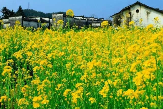 贺新郎甚矣吾衰矣（贺新郎甚矣吾衰矣表达的观点）