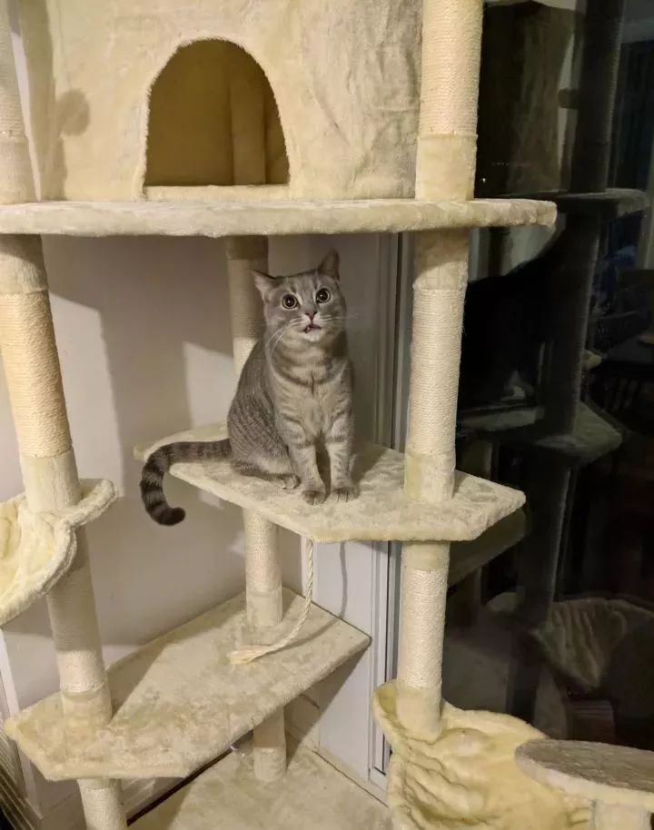 朋友圈晒猫说什么（朋友圈夸猫可爱的句子文案）