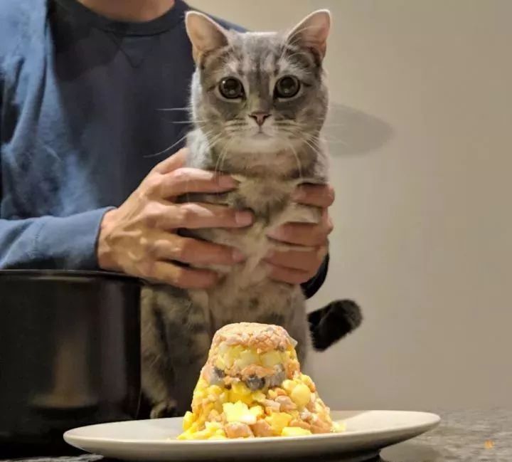 朋友圈晒猫说什么（朋友圈夸猫可爱的句子文案）