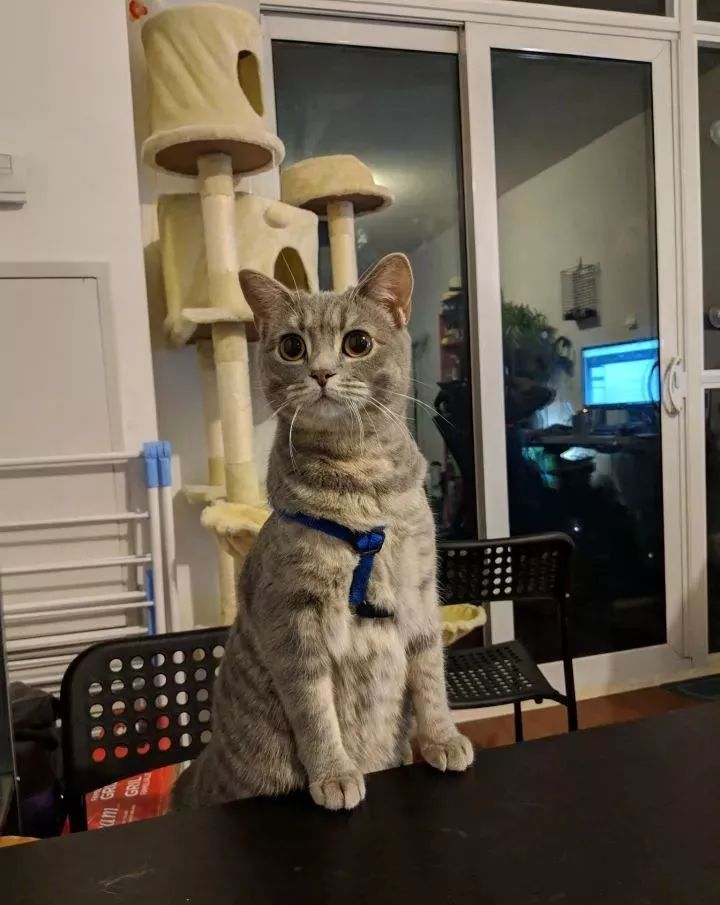 朋友圈晒猫说什么（朋友圈夸猫可爱的句子文案）