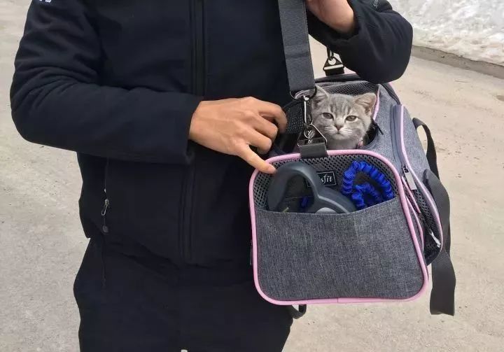 朋友圈晒猫说什么（朋友圈夸猫可爱的句子文案）