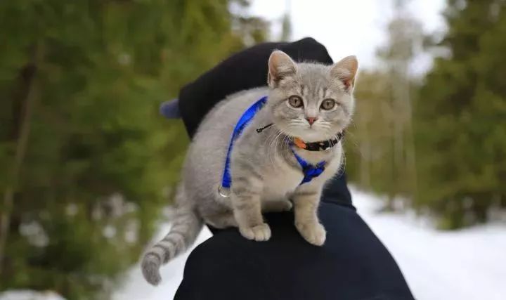朋友圈晒猫说什么（朋友圈夸猫可爱的句子文案）