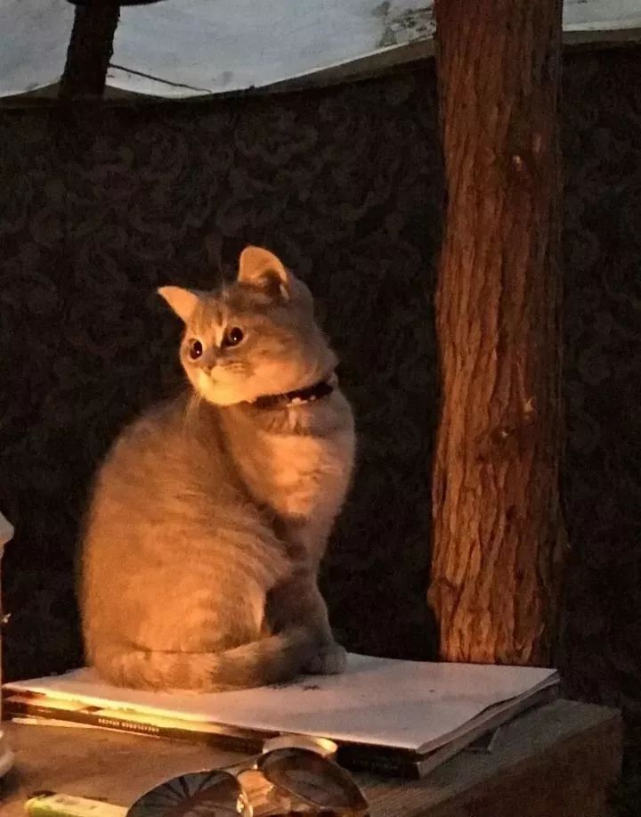 朋友圈晒猫说什么（朋友圈夸猫可爱的句子文案）