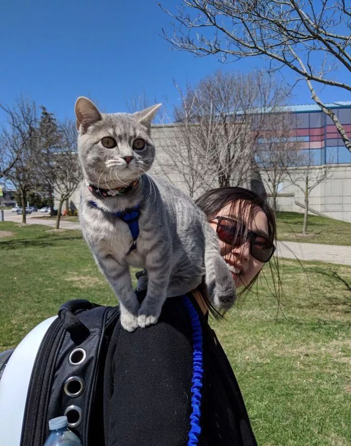 朋友圈晒猫说什么（朋友圈夸猫可爱的句子文案）