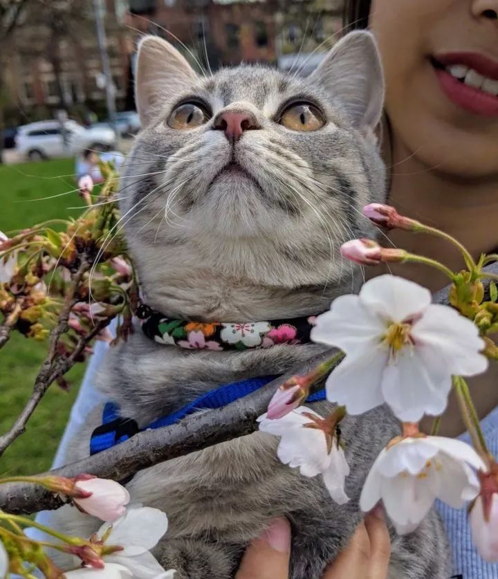 朋友圈晒猫说什么（朋友圈夸猫可爱的句子文案）