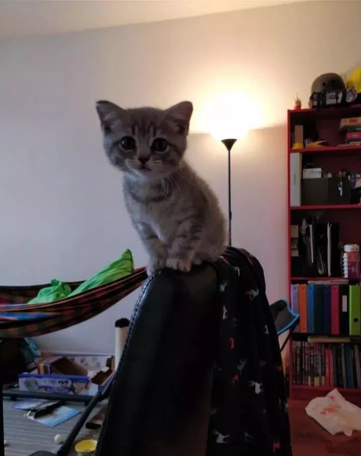 朋友圈晒猫说什么（朋友圈夸猫可爱的句子文案）