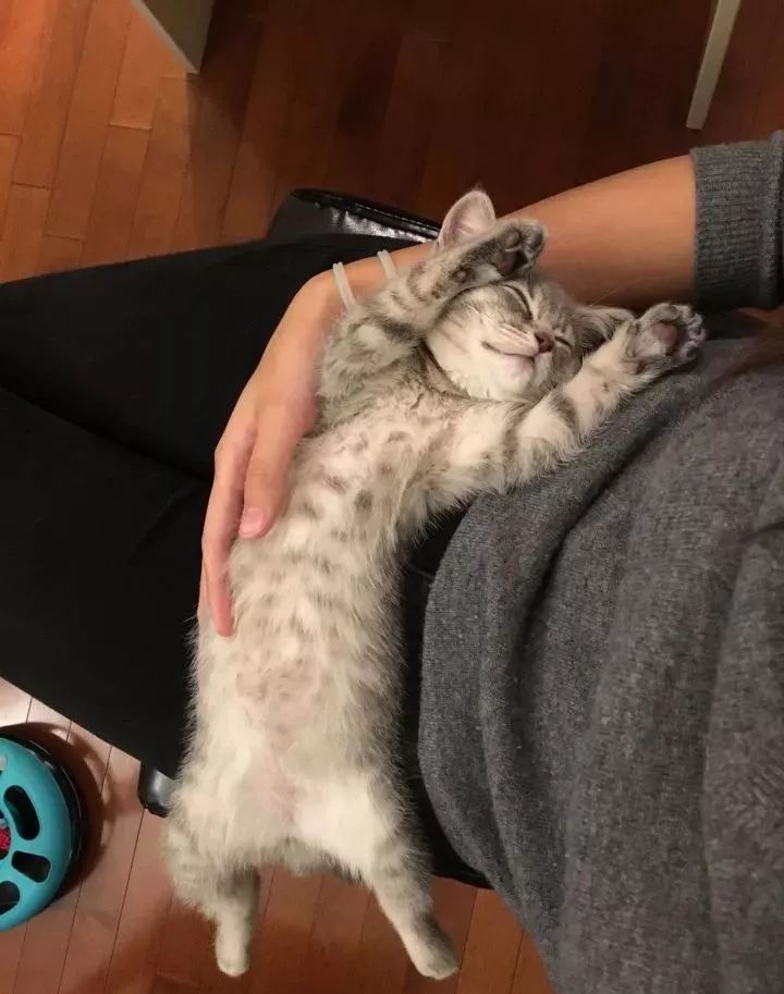 朋友圈晒猫说什么（朋友圈夸猫可爱的句子文案）