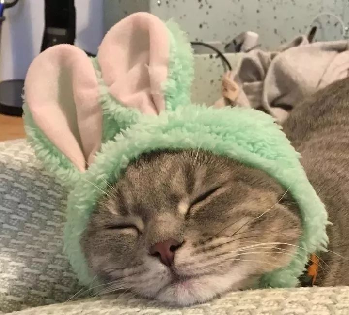 朋友圈晒猫说什么（朋友圈夸猫可爱的句子文案）