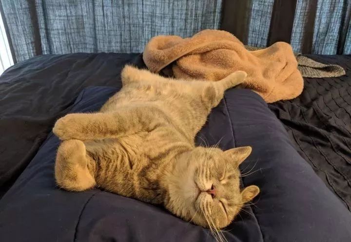 朋友圈晒猫说什么（朋友圈夸猫可爱的句子文案）