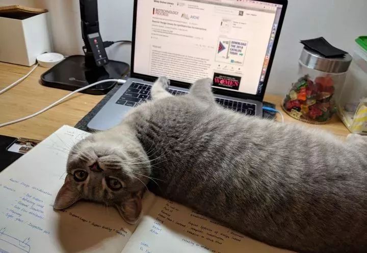 朋友圈晒猫说什么（朋友圈夸猫可爱的句子文案）