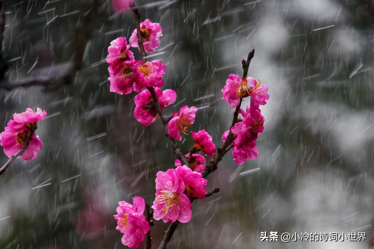 早冬白居易赏析（早冬白居易阅读答案）