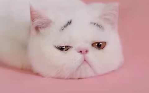 想念一个人的句子说说心情（表达思念的唯美句子）