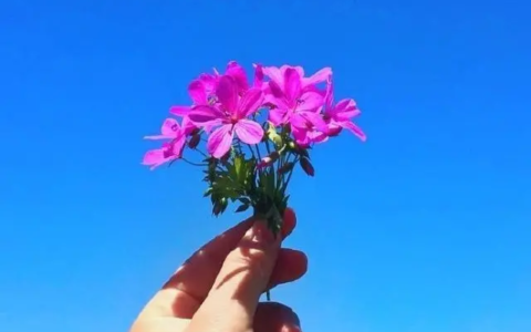 早上阳光明媚的句子（有深度有涵养的句子）