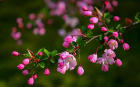 与桃花有关的诗句有哪些（写桃花的诗句古诗）