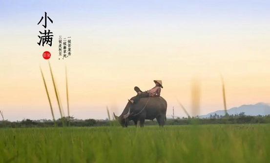 温柔的小满节气文案