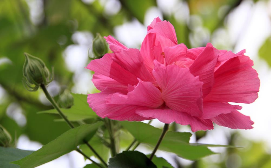 关于芙蓉的诗句古诗（芙蓉花诗七言绝句）