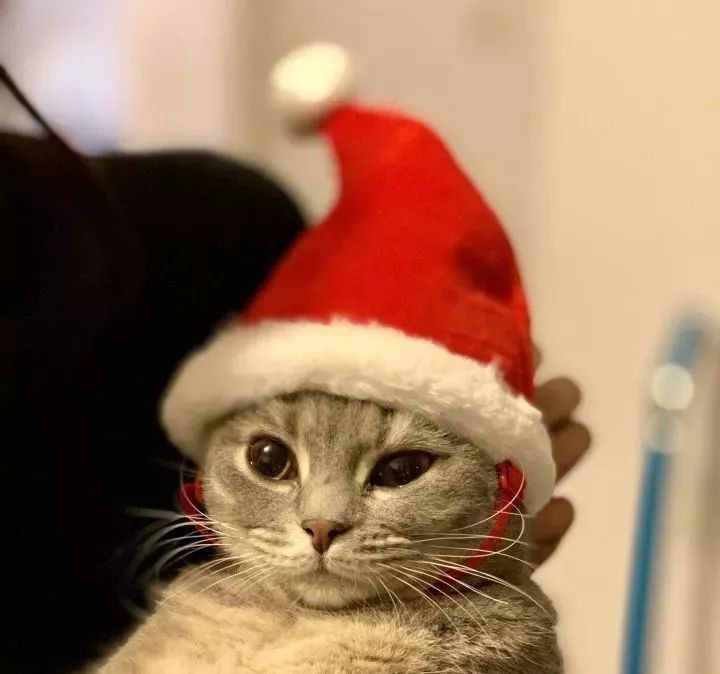 朋友圈晒猫说什么（朋友圈夸猫可爱的句子文案）