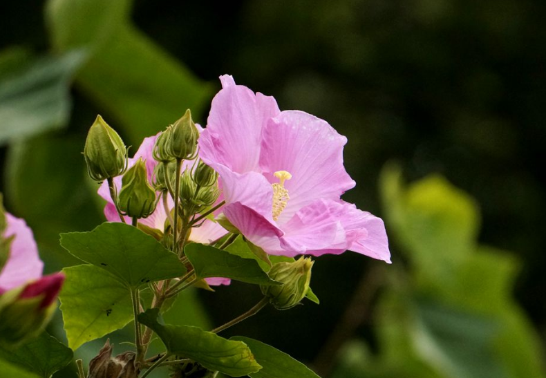 关于芙蓉的诗句古诗（芙蓉花诗七言绝句）