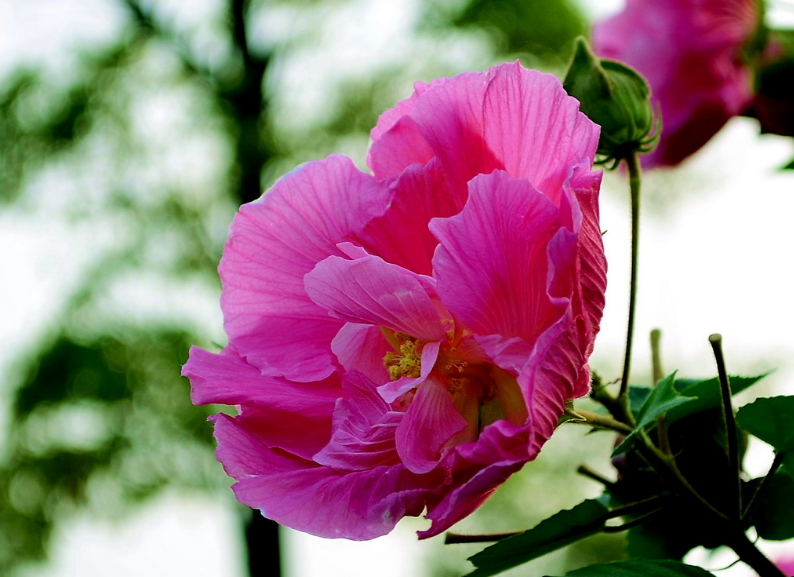 关于芙蓉的诗句古诗（芙蓉花诗七言绝句）