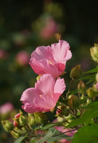 关于芙蓉的诗句古诗（芙蓉花诗七言绝句）