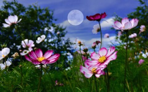 情感美文欣赏，让梦，陪我度过忧伤和迷茫