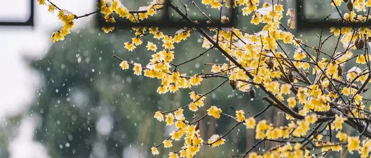 纳兰容若最深情的一首秋雨词，令人心疼！