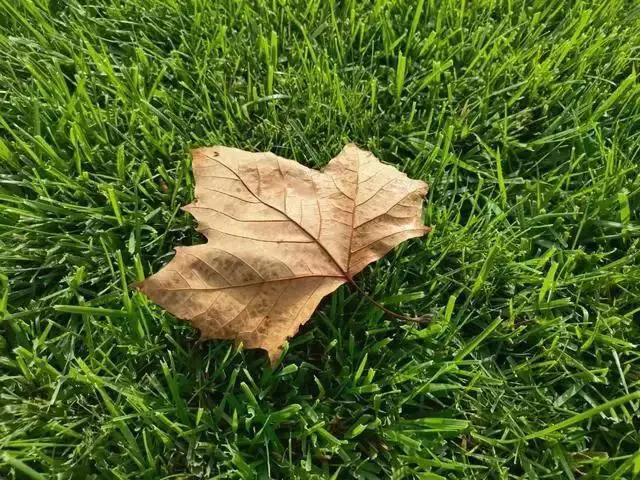 一片秋叶落下(散文诗)
