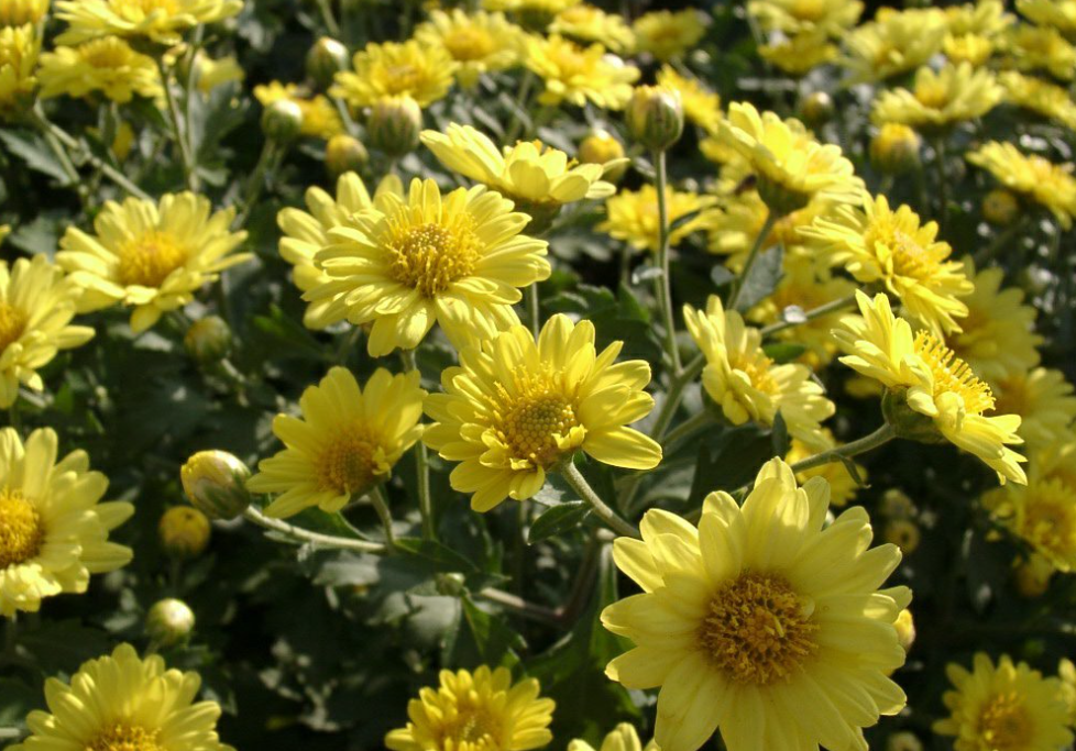 史上最精彩的9首“秋天”相关七律，杜甫《秋兴八首》其一仅列第5