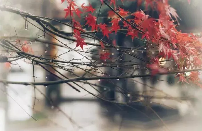 十首秋雨诗词，十种心情，你是哪一种？