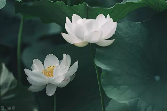 十句中外名著中的入心句子，体悟人生，看淡红尘