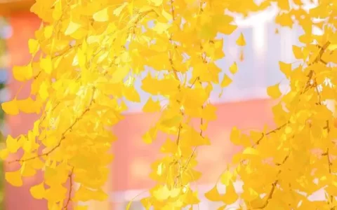 美文散文:深秋不语，温暖相许