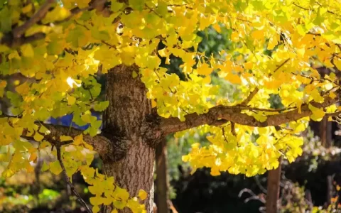 100句“秋”字飞花令，你能坚持到第几轮？