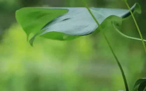 散文美文：人生入秋，也是一种成熟