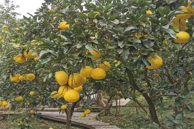 清新深秋秋雨美诗六首：梨枣熟时须一雨，晚秋天气半春时